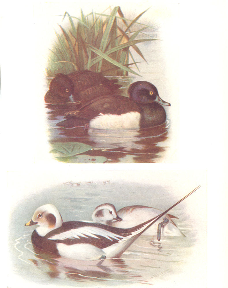 BRITISH BIRDS. Tufted Duck; Long-tailed duck (male/female winter).THORBURN 1925